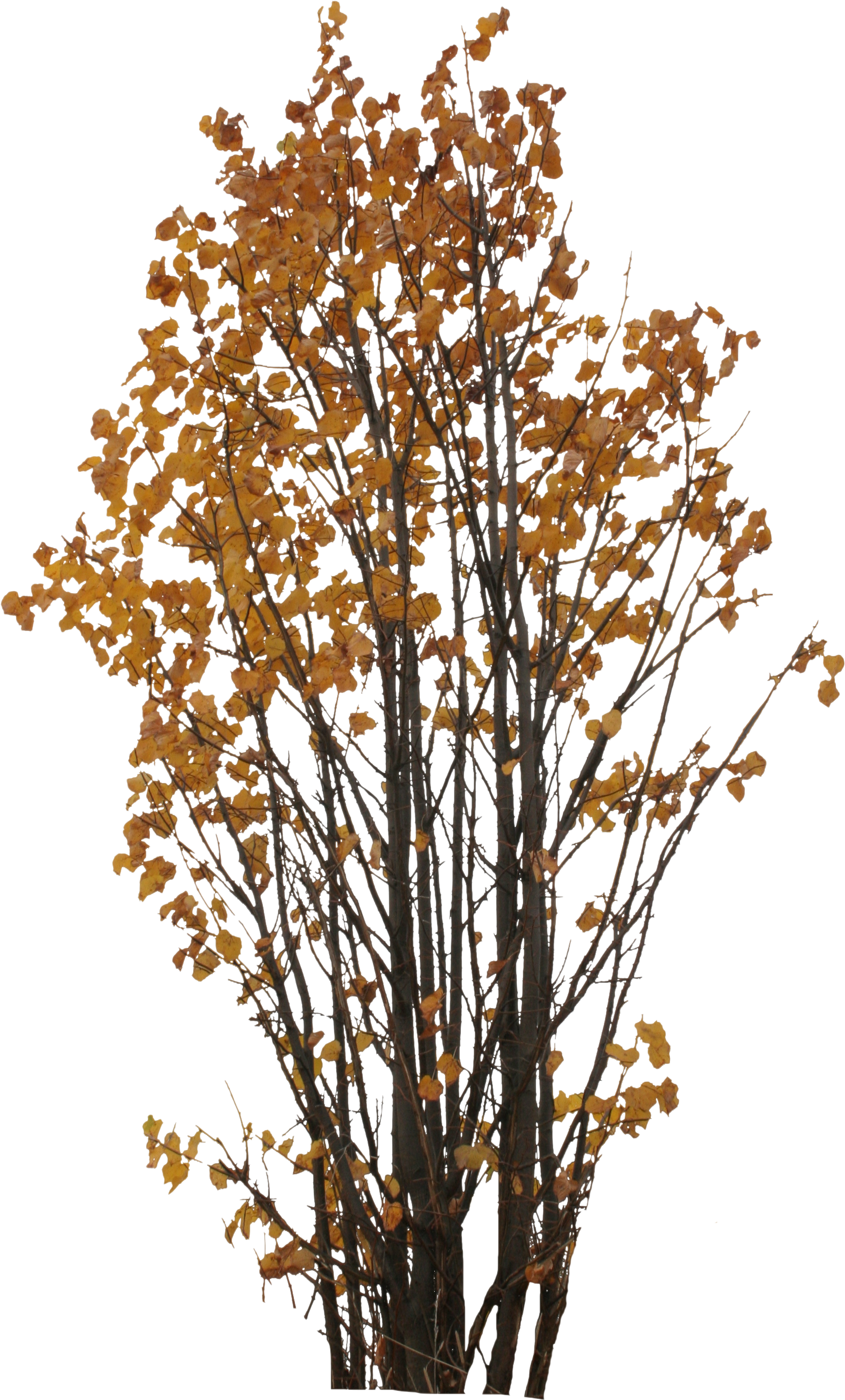 2d Trees, Autumn - Autumn Tree Png (1673x2952)