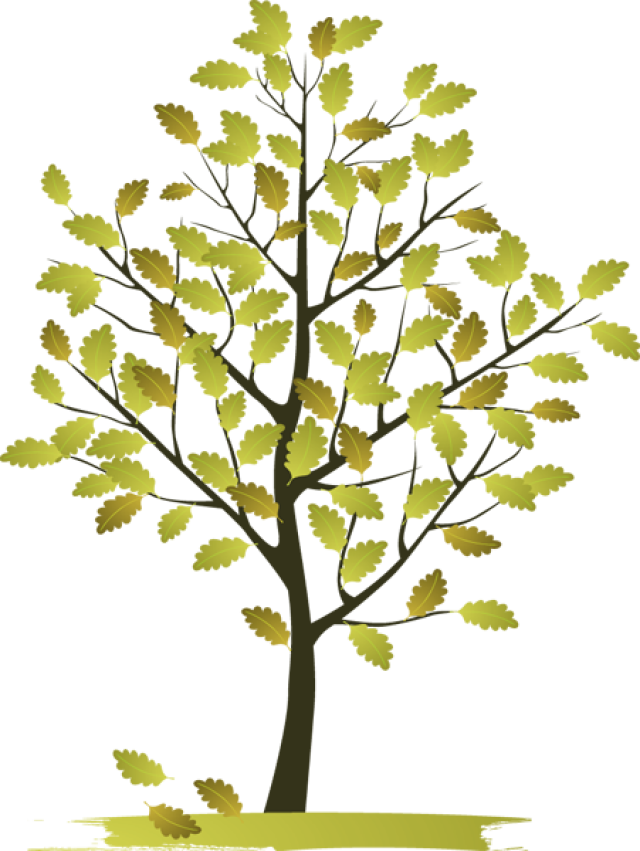 Autumn Tree Clip Art 5reqcw Clipart - Natural Beauty Clip Art (640x851)