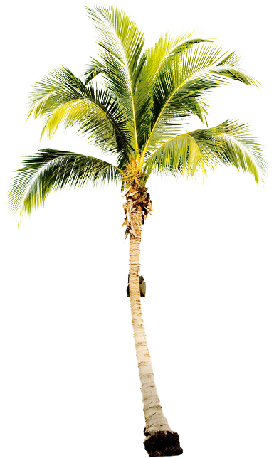Single Long Palm Tree (500x700)