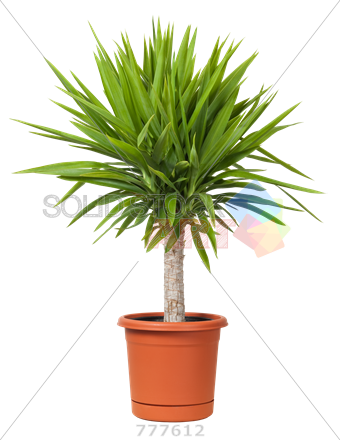 Stock Photo Of Pot Of Yucca Plant Isolated On Transparent - Trees: The Beginners Guide To Growing Potted Trees (340x440)