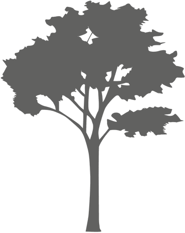 Maple Tree Silhouette 2 Transparent Png - Tree Silhouette Png (512x512)