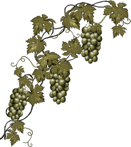 Fm Last Autumn Element 8 - Grape Vine Transparent (445x500)