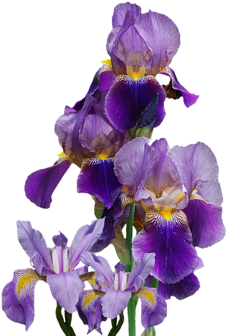 Purple Flower Border 29, Buy Clip Art - Automobile Shop Automobile Shop Irises Flower Plant (576x720)