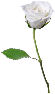 White Rose Png Whiterose Photo By Markminerva00 - Single White Rose (295x407)