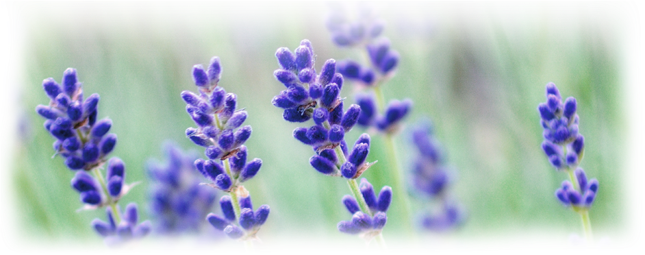 A Serious Dog Lover, Alan's Border Collie Cosmo Keeps - English Lavender (1000x400)