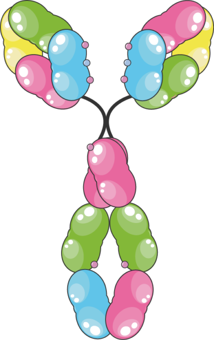 Download The Image Download The Entire Set - Antibody (428x680)