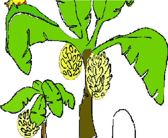 Yellow Clipart Banana Tree - Yellow Clipart Banana Tree (640x480)