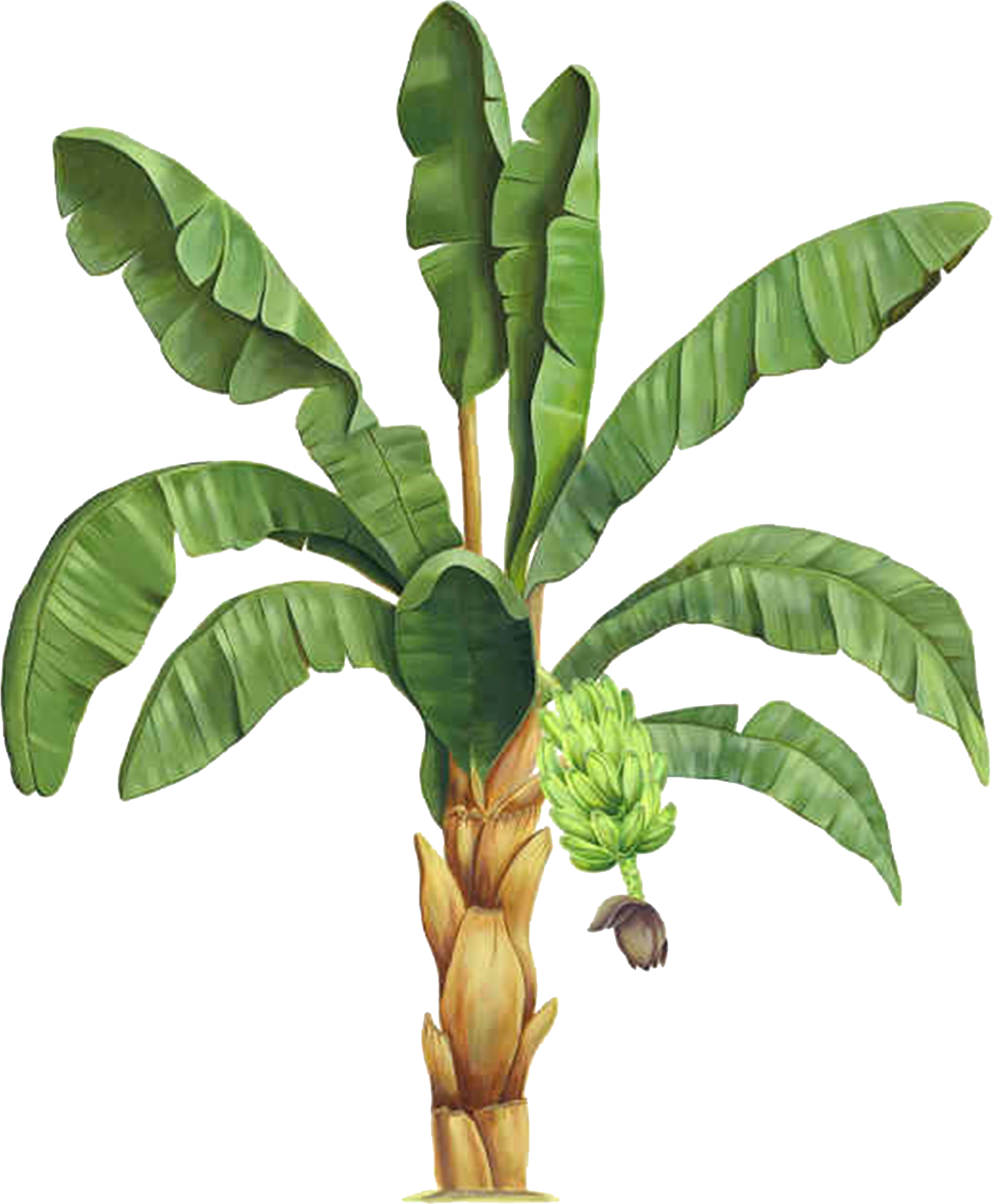 Information Plant Clip Art - Clip Art (4072x4939)