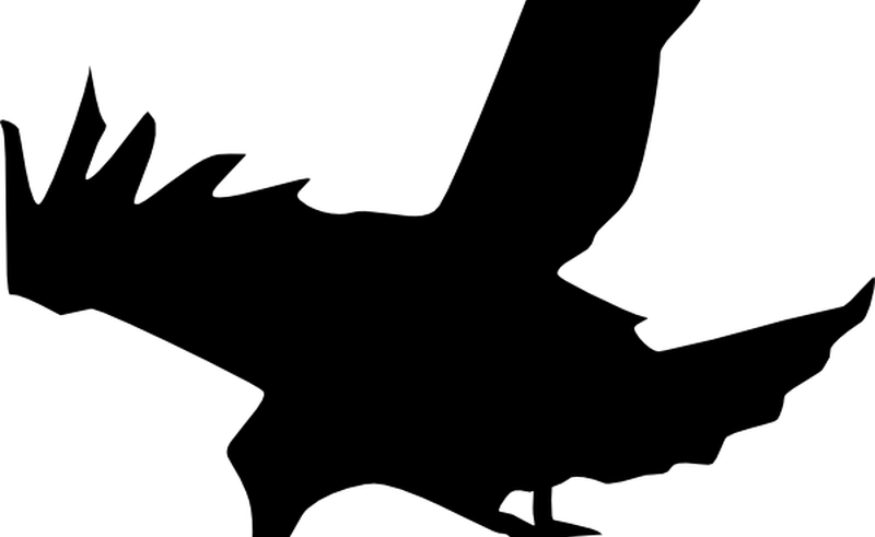 Crow Clipart Black And White Free Download Best Crow - Raven Silhouette (800x491)