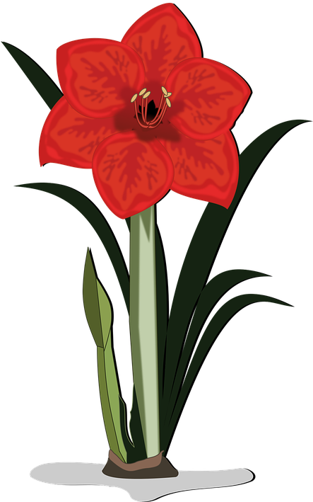 Amaryllis Flower Cliparts - Amaryllis Clip Art Free (442x720)