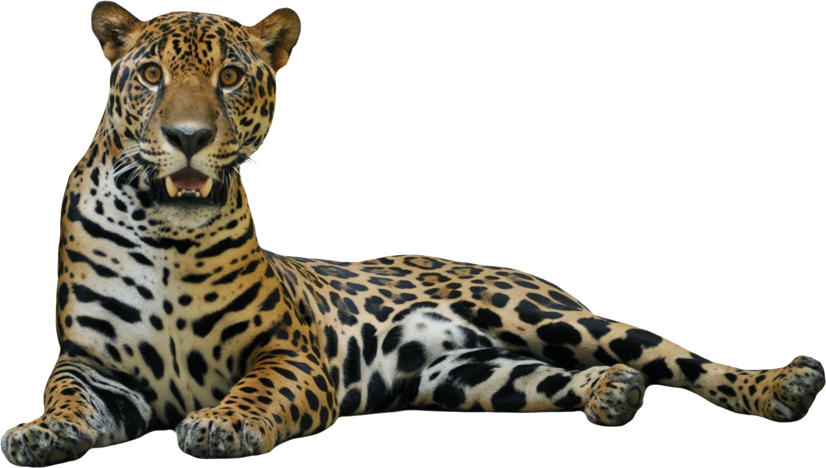 Pin on Animales Tiger images, Tiger wallpaper, Animal wallpaper