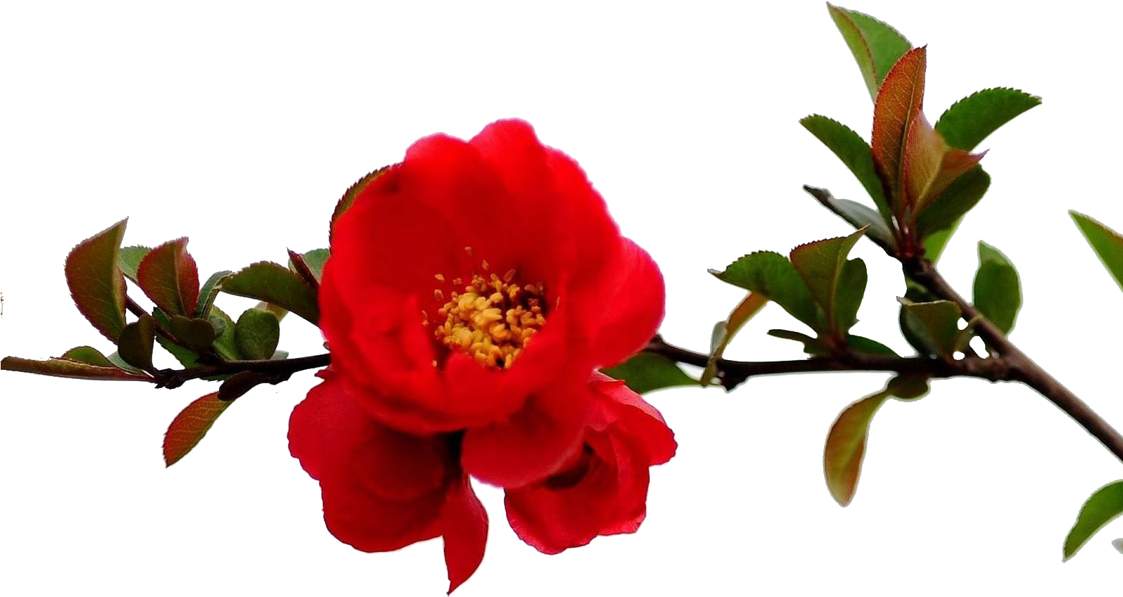 Granada Árbol De Flor De La Rama Roja - Vermelho Ramos De Flores Png -  (1595x1277) Png Clipart Download
