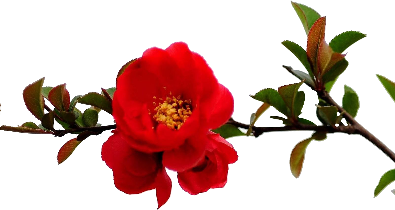 Granada Árbol De Flor De La Rama Roja - Vermelho Ramos De Flores Png - (1595x1277) Png Clipart Download Granada Árbol De Flor De La Rama Roja - Vermelho Ramos De Flores Png - (1595x1277) Png Clipart Download