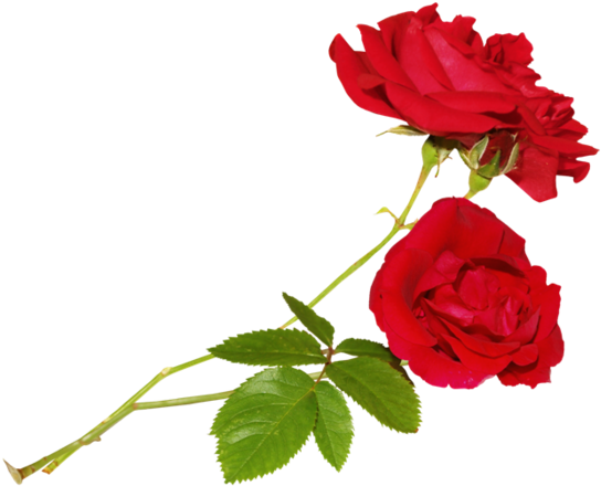 Zoom Diseño Y Fotografia - Flores En Png (570x480)