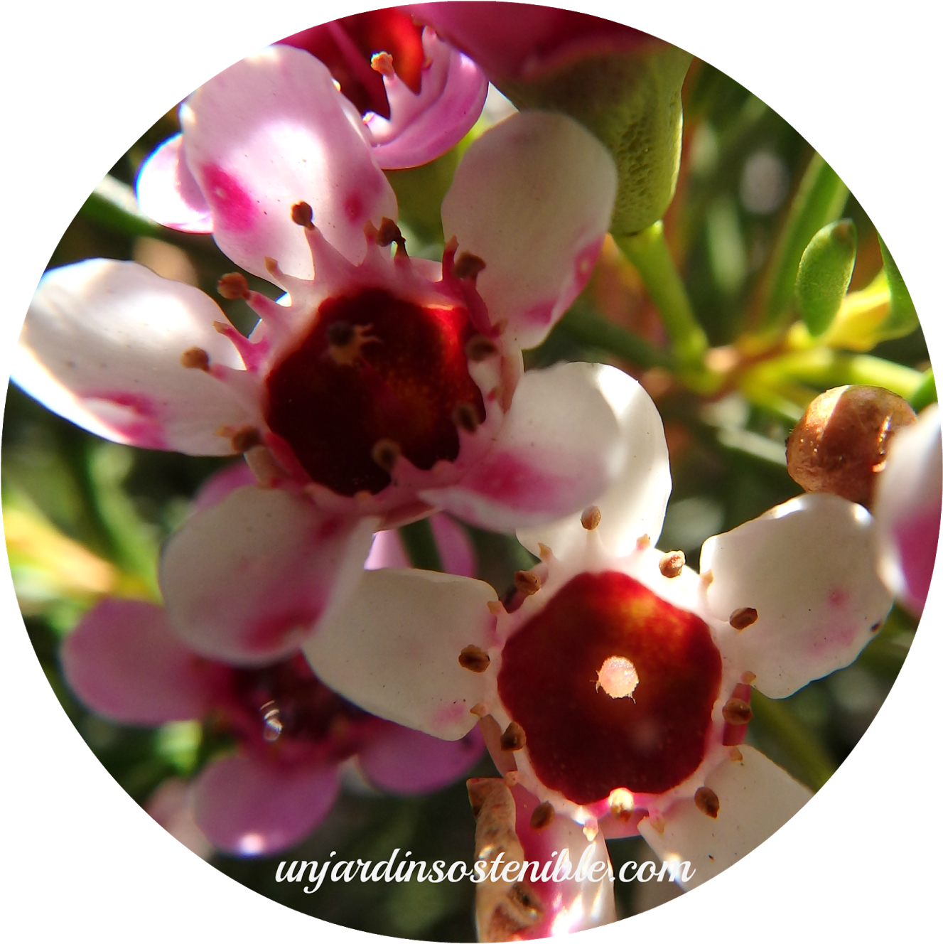 Es Una Planta Que Se Presta Muy Bien A Su Poda, Podemos - Crown Of Thorns (1420x1600)