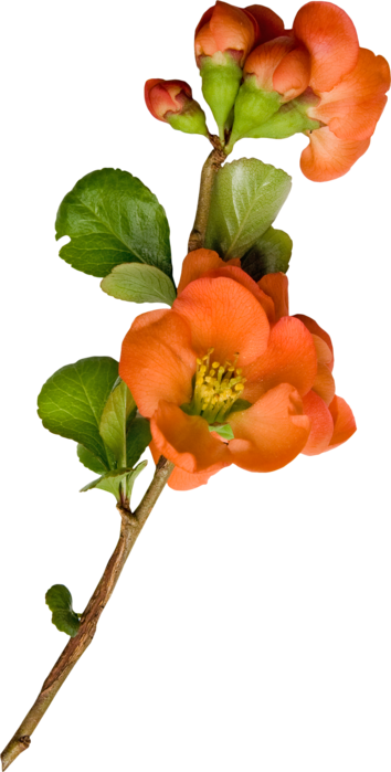 Png Клипарт "ветки, Лианы" - Austrian Briar (354x699)