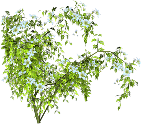 Zielono I Wiosennie - Виноград Куст Png (500x500)