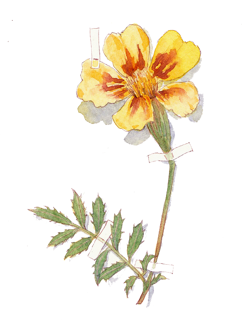 Flora Flores De Corte De Las Rosáceas Rama De La Planta - Lily (548x685)