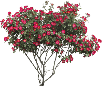 Arbusto Flores Rojas - Flower Tree Png (400x400)