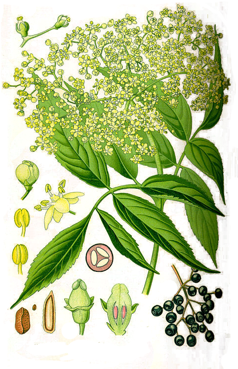 Sauco - Sambucus Nigra (494x767)