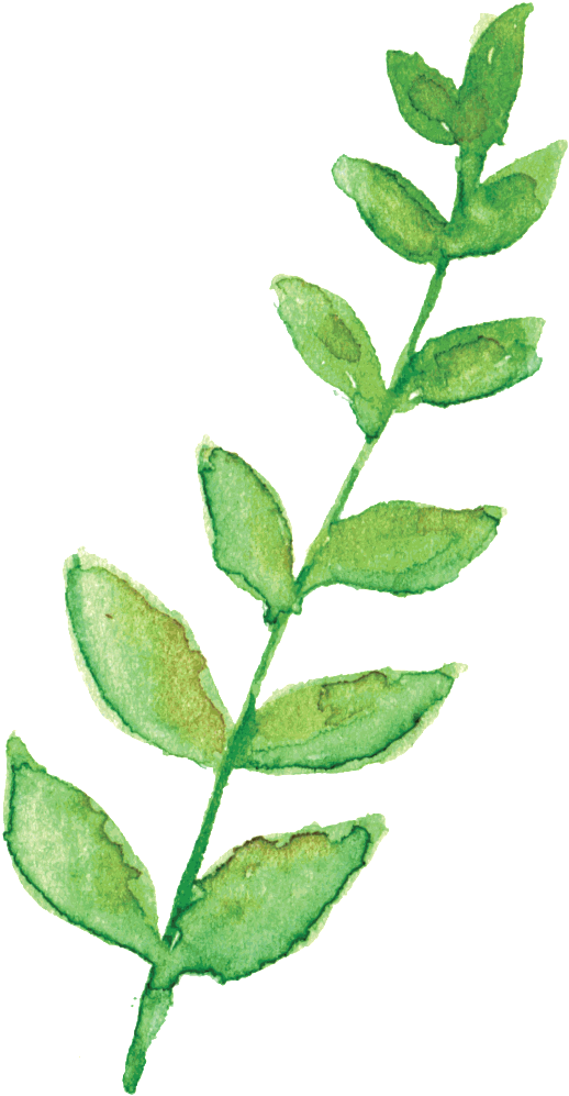 El Material Transparente De La Flor Amarilla De Ramas - Watercolor Painting (1024x1024)