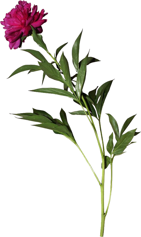 The Morrígan (538x854)