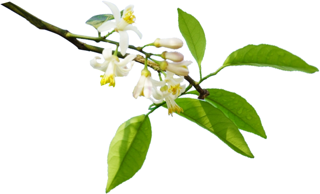 Limón, Flor De Naranja Agua De Azahar - Flor De Limon Png (800x800)