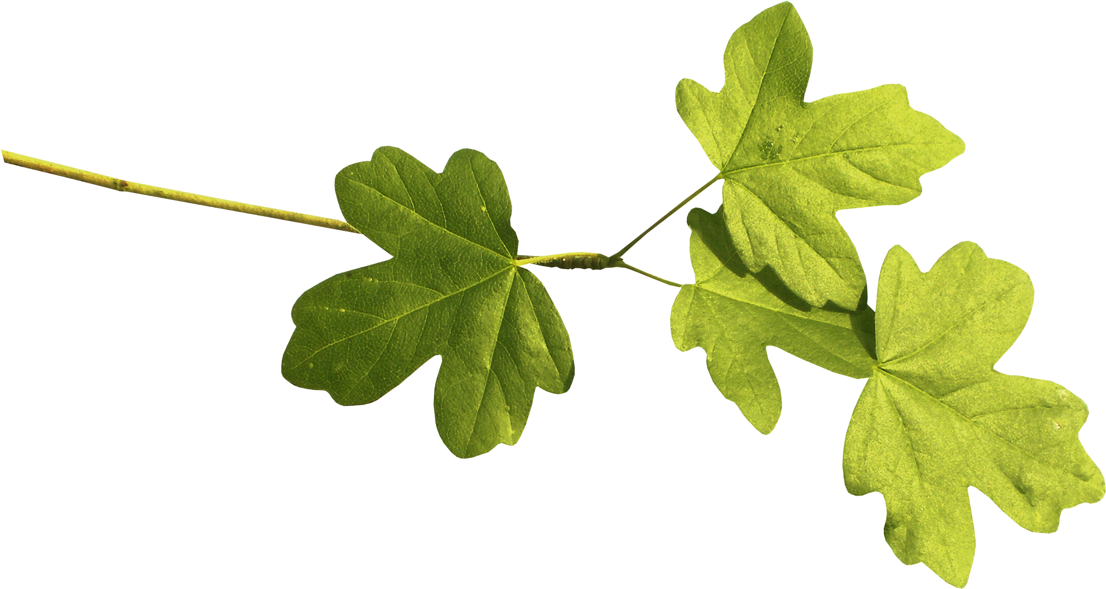 Rama De La Hoja Euclidiana Del Vector - Leaf (2242x1165)