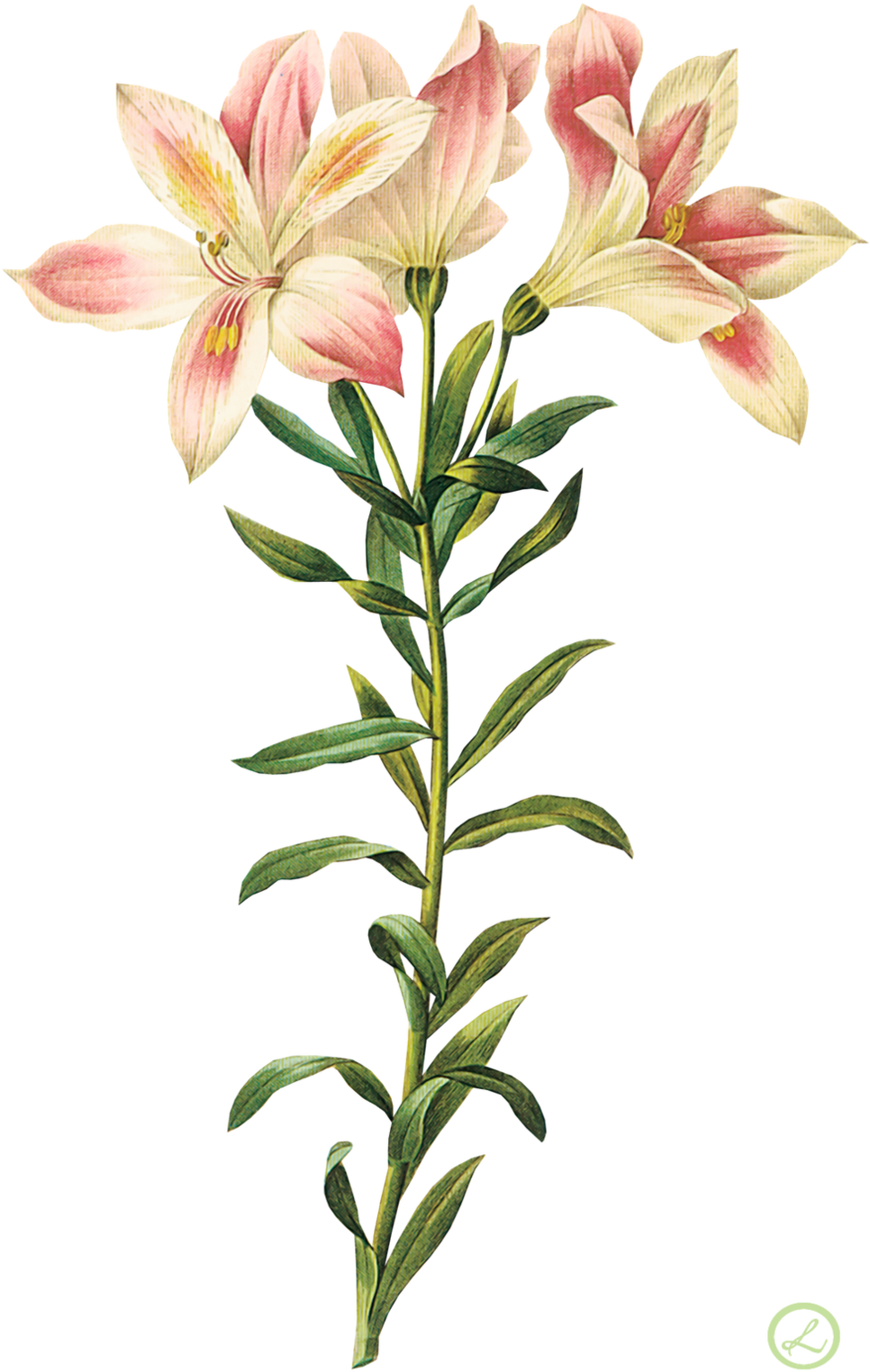 Flores By Eross 666 Flores By Eross - Alstroemeria Botany Print (1024x1586)