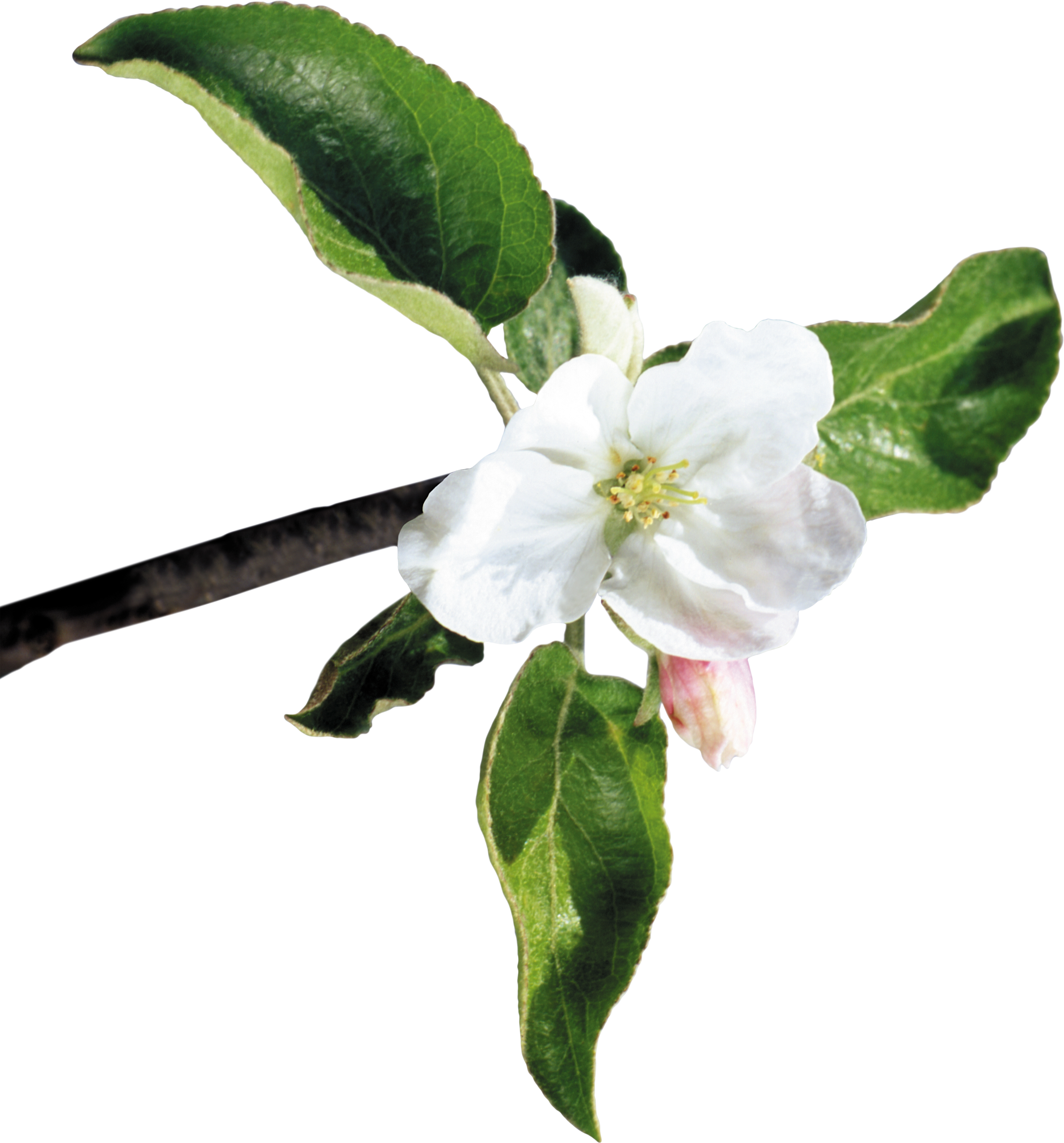 Las Flores De Corte Las Manzanas En Flor - Las Flores De Corte Las Manzanas En Flor (2792x3000)