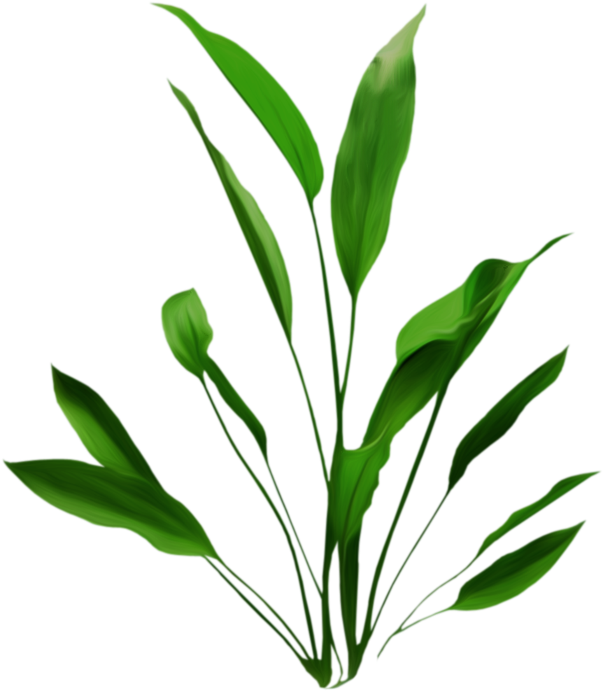 Flores - Aquatic Plant (888x1024)