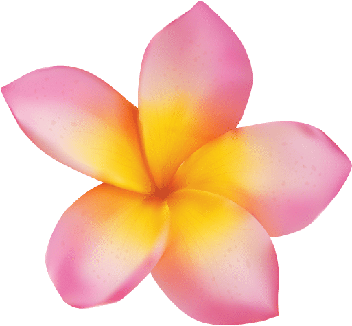 Frangipani - Plumeria On Transparent Background (512x512)