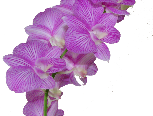 Plumeria Clipart Purple - Flores Morados Png (640x480)