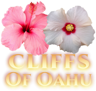 Hibiscus Flower (429x425)