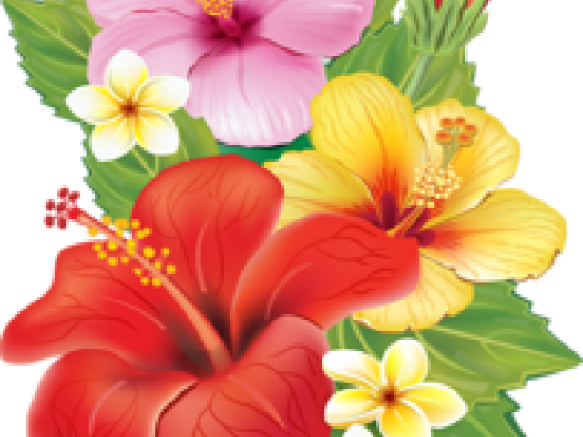 Plumeria Clipart Red - Cafepress Tropical Hibiscus Tile Coaster (640x480)