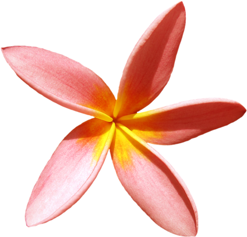 [ Img] - Frangipani (500x478)