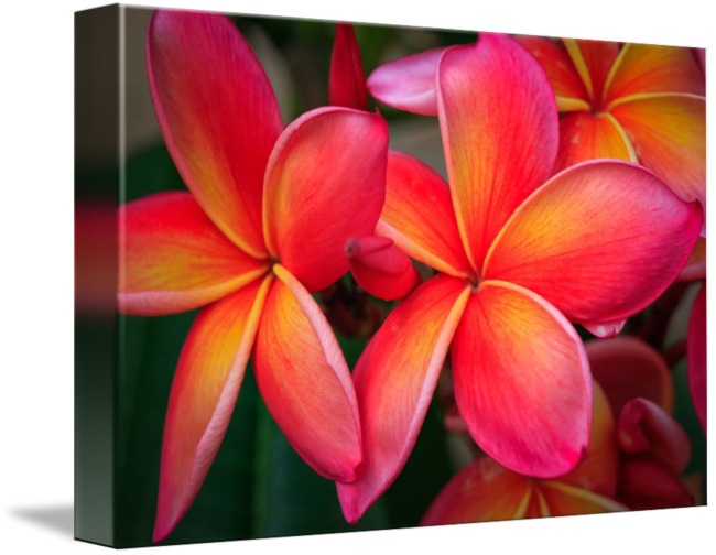 Gallery-wrapped Canvas Art Print 16 X 11 Entitled Plumeria (650x504)