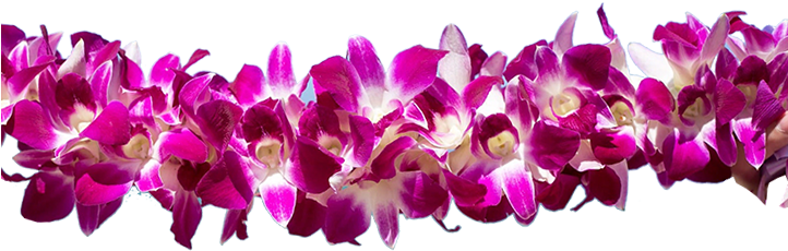 Contact Us - Cattleya Elongata (721x237)