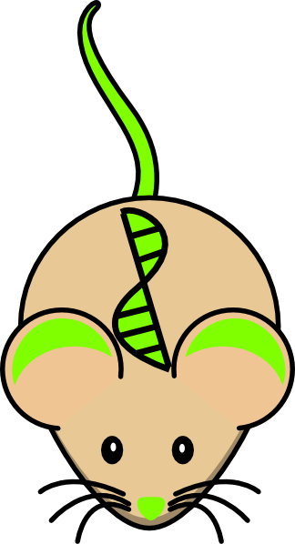 Transgenic Mouse Clip Art At Clker - Mouse Clip Art (324x598)