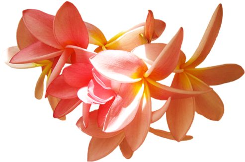 [ Img] - Frangipani (500x329)