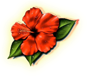 Lovely Plumeria Photos Hawaii State Flower Images Clipart - Hibiscus Flower Tattoo (380x384)