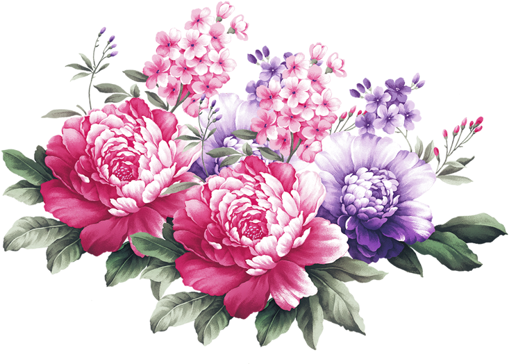 Peony - Chrysanthemum - Clip Art (800x800)