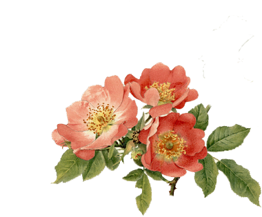 Cr - - Rose (510x704)