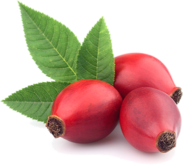 Rosehip - Rose (366x329)