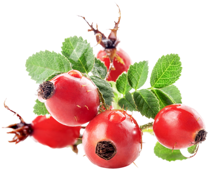 Rose Hip Fruit (455x391)