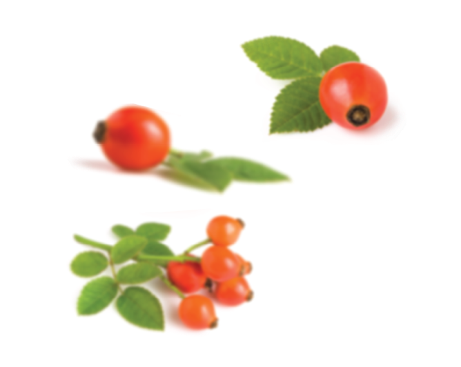 Rosehip Extract Complex Rosehip Extract Complex - Rose Hip (668x532)