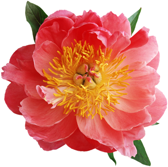 Цветок Шиповника, Шиповник, Северная Роза, Декоративный - Wonderful Flowers, Blue Colors Pillow Case (600x600)