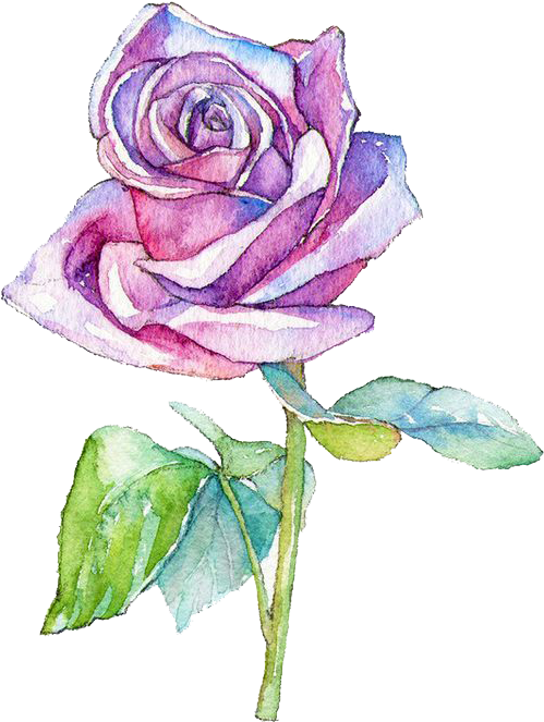 Watercolor Painting Garden Roses Centifolia Roses Illustration - Watercolor Painting (631x757)