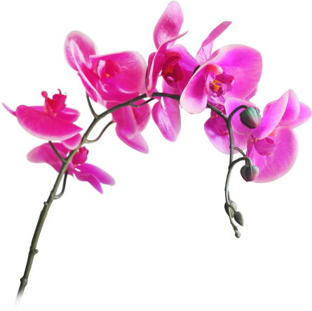 Moth Orchids Artificial Flower Cut Flowers - Искусственные Цветы Png (690x450)