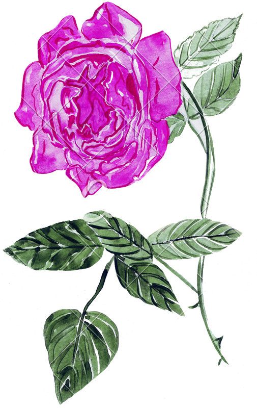 Illustration Sketch Of A Large Peony Flower - Bud (505x800)